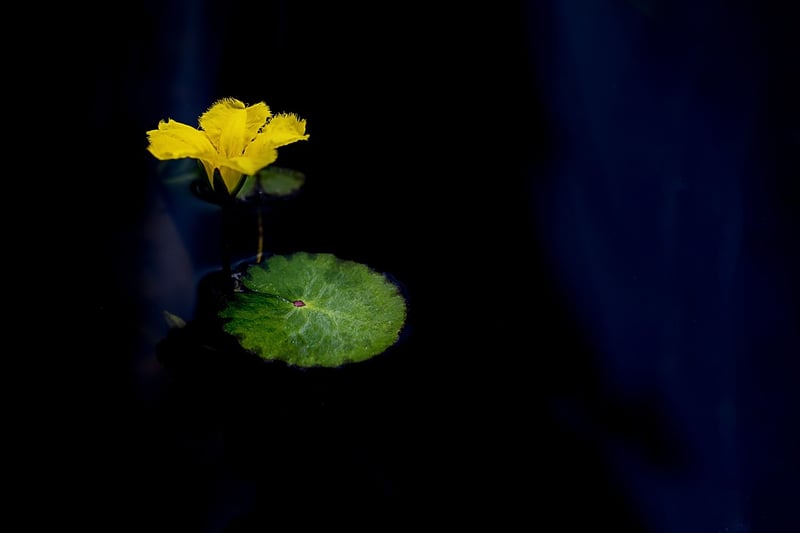 Lotus position meditation